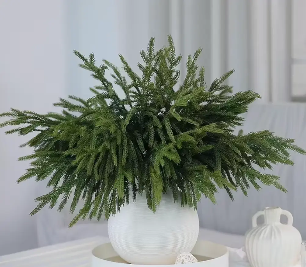 Ramas de Pino Norfolk