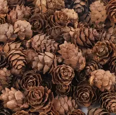 Mini Piñas de Pino Decoración